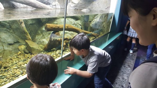 さいたま水族館　川魚を見学